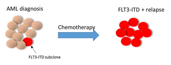 Diagram showing the increased presence of FLT3-ITD subclones after chemotherapy.